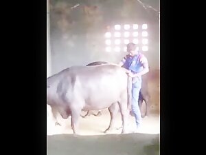 Buffalo fuck - ZooSkool Videos - Bestiality sex