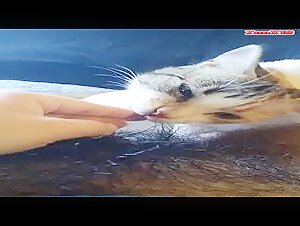 cat licks big clit
