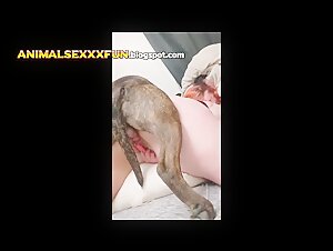 My girlfriend with broken pussy after dog fuck