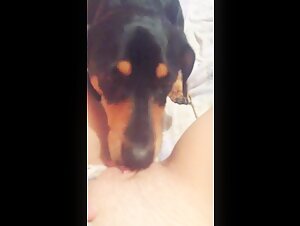 dog lick teen pussy