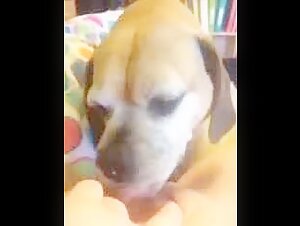 Sr licker