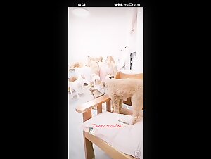 asian dog gangbang party start soon