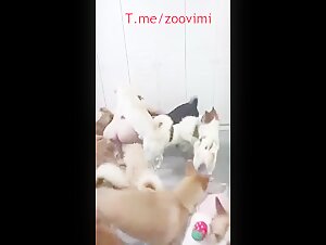china whore wife love gangbang by dogs