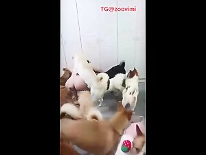 real homemade chinese whore dog group sex